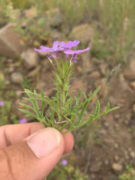 Image of Davis Mountain mock vervain