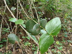 Image of Oryctanthus cordifolius (Presl) Urban