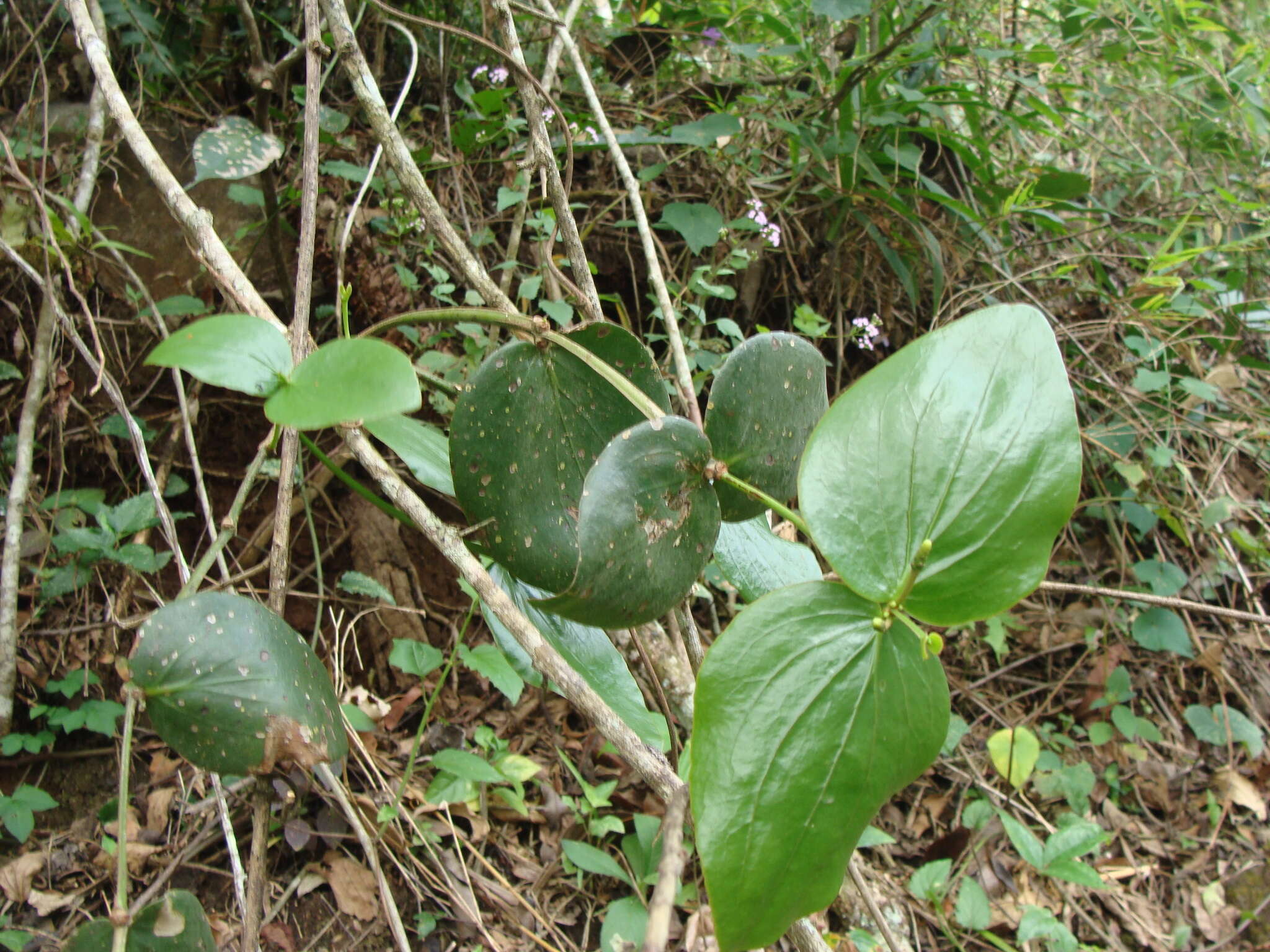 Image of Oryctanthus cordifolius (Presl) Urban