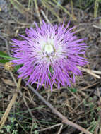 Plancia ëd Plectocephalus americanus (Nutt.) D. Don