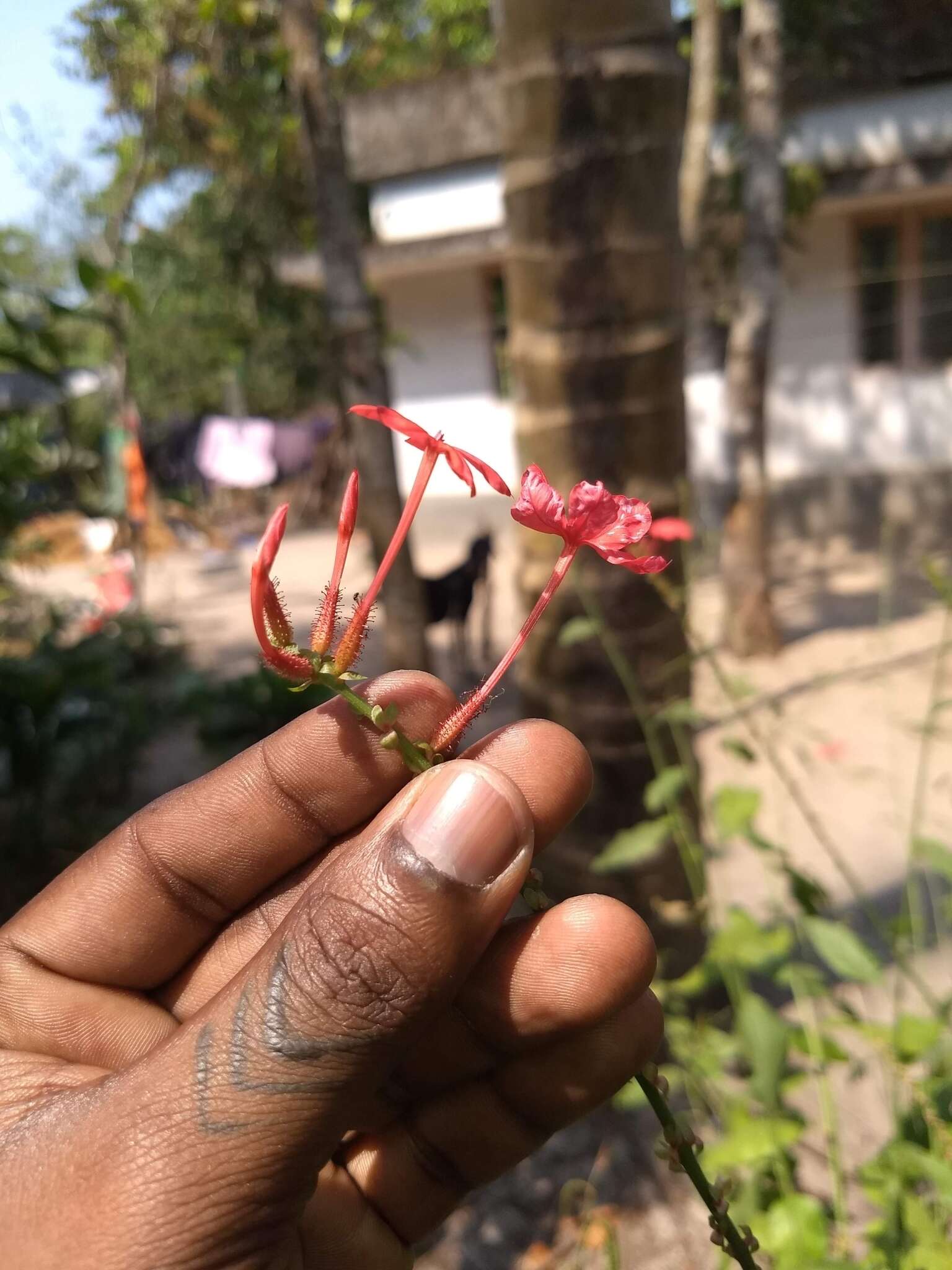 Imagem de Plumbago indica L.