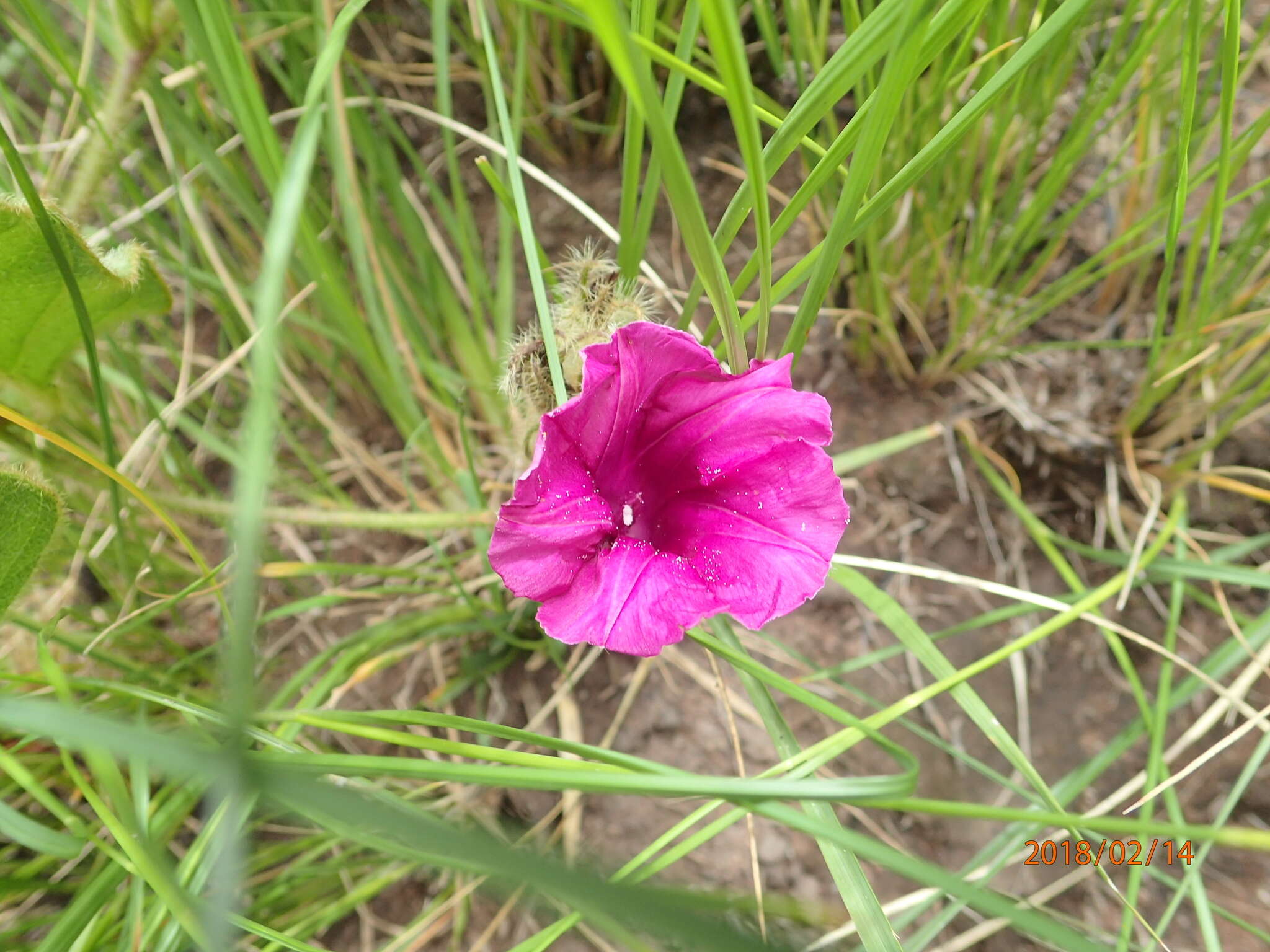 Image of Ipomoea pellita Hall. fil.