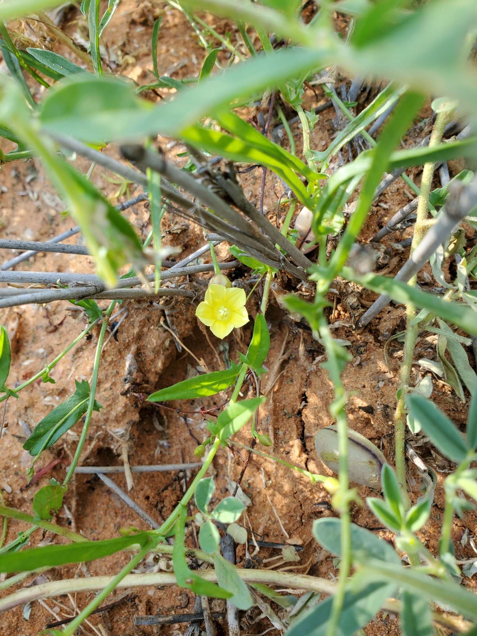 Imagem de Xenostegia tridentata subsp. angustifolia (Jacq.) J. Lejoly & S. Lisowski