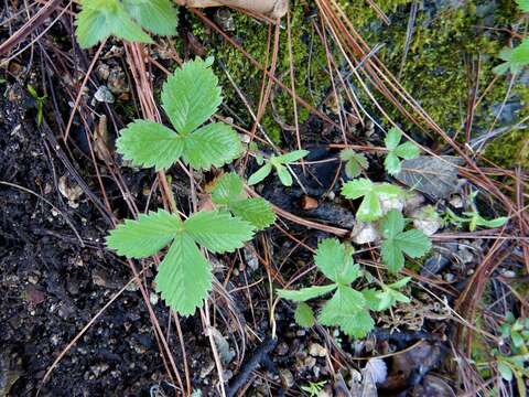 Imagem de Fragaria vesca subsp. bracteata (A. Heller) G. Staudt