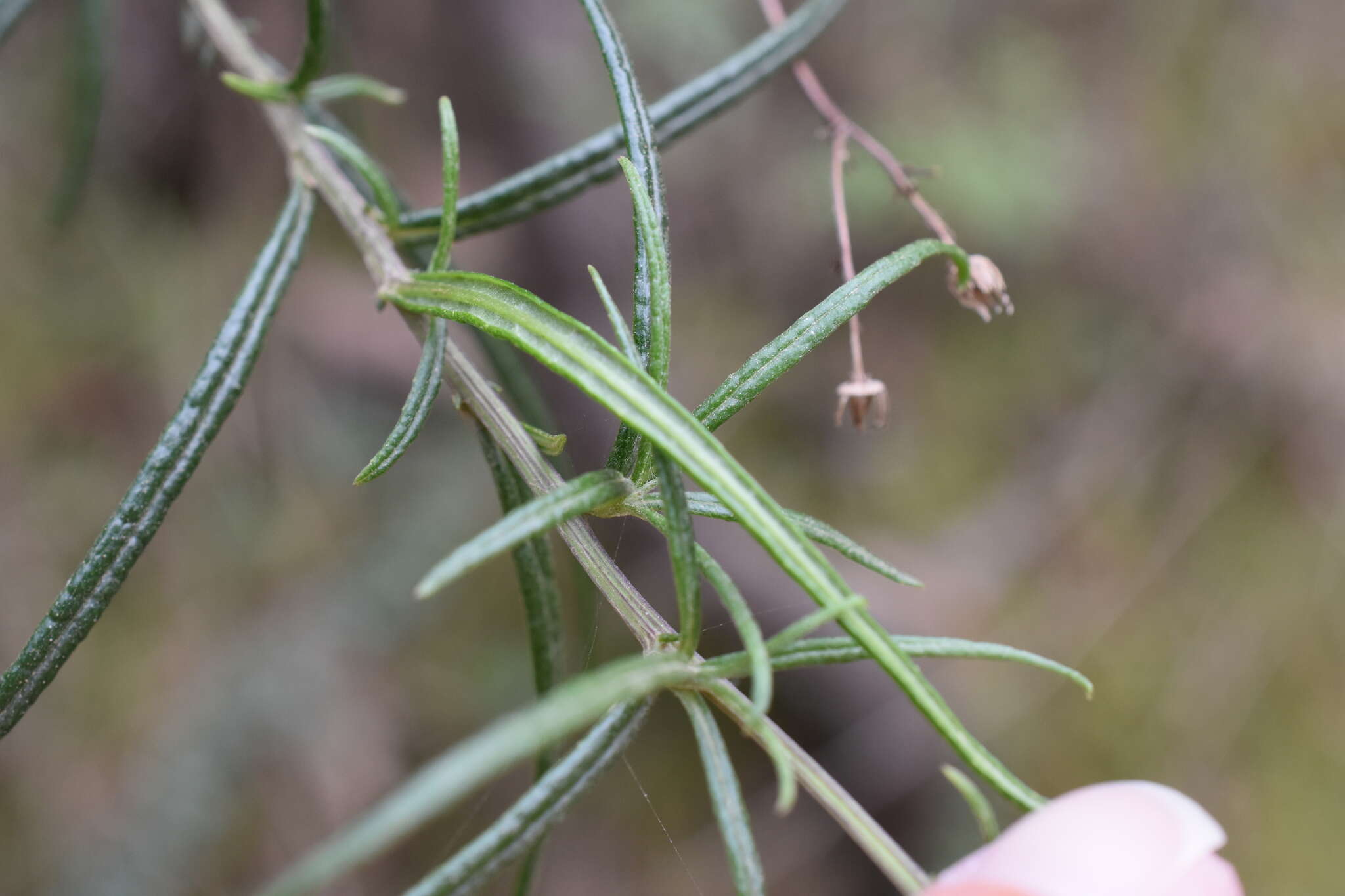 Image of fireweed groundsel