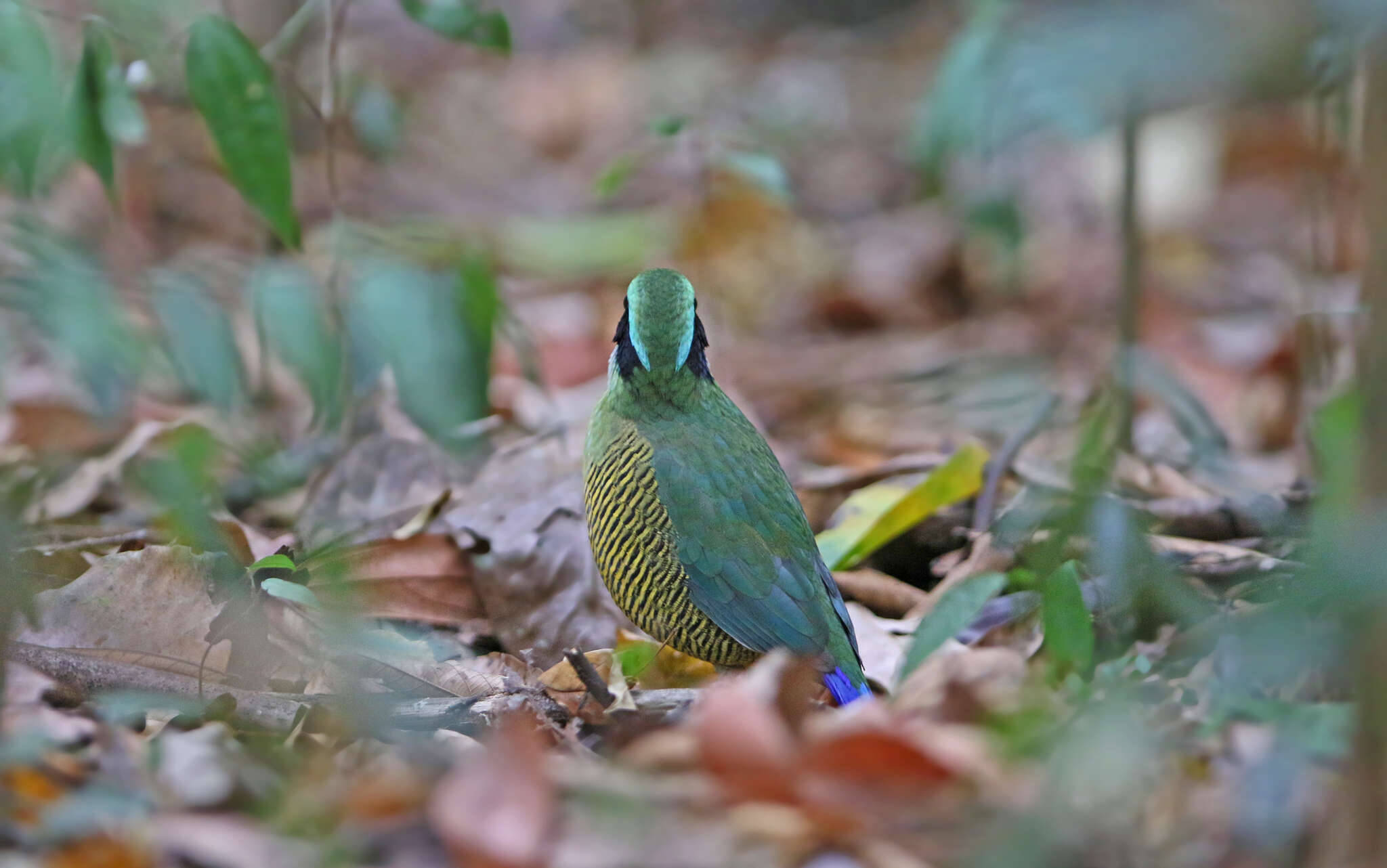 Image of Bar-bellied Pitta