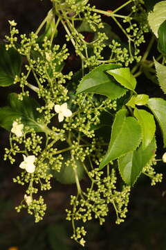 Image of Japanese climbing hydrangea