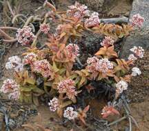 Image of Crassula fusca Herre