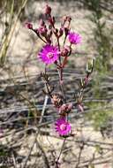 Image of Ruschiella henricii (L. Bol.) Klak