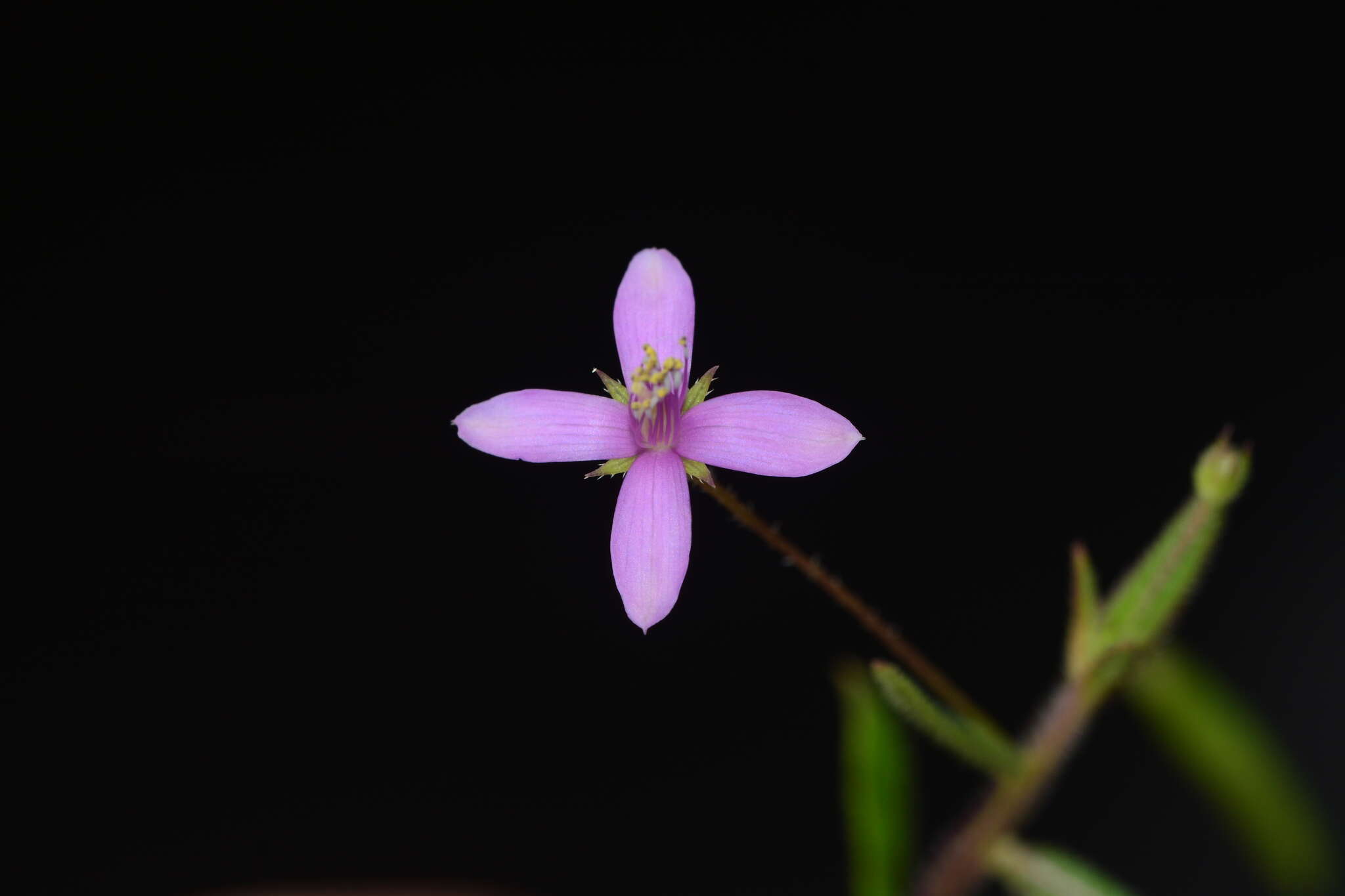 Image of Corynandra simplicifolia (Cambess.) Roalson