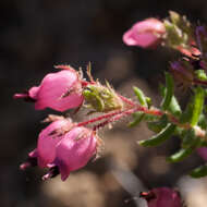 Image of Erica hirta Thunb.