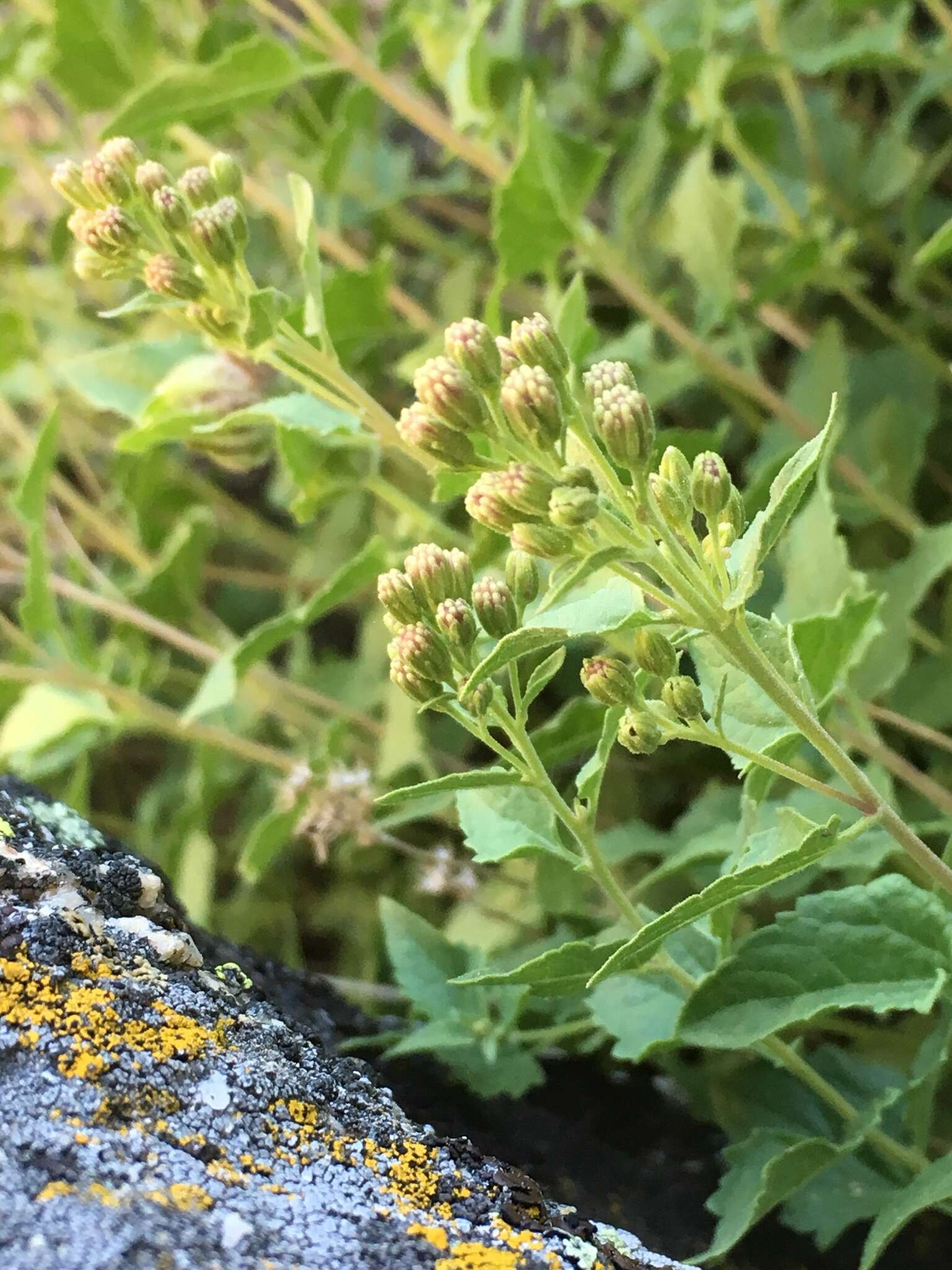 Image of western snakeroot