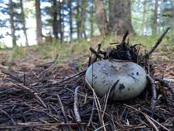 Image of Russula atroglauca Einhell. 1980