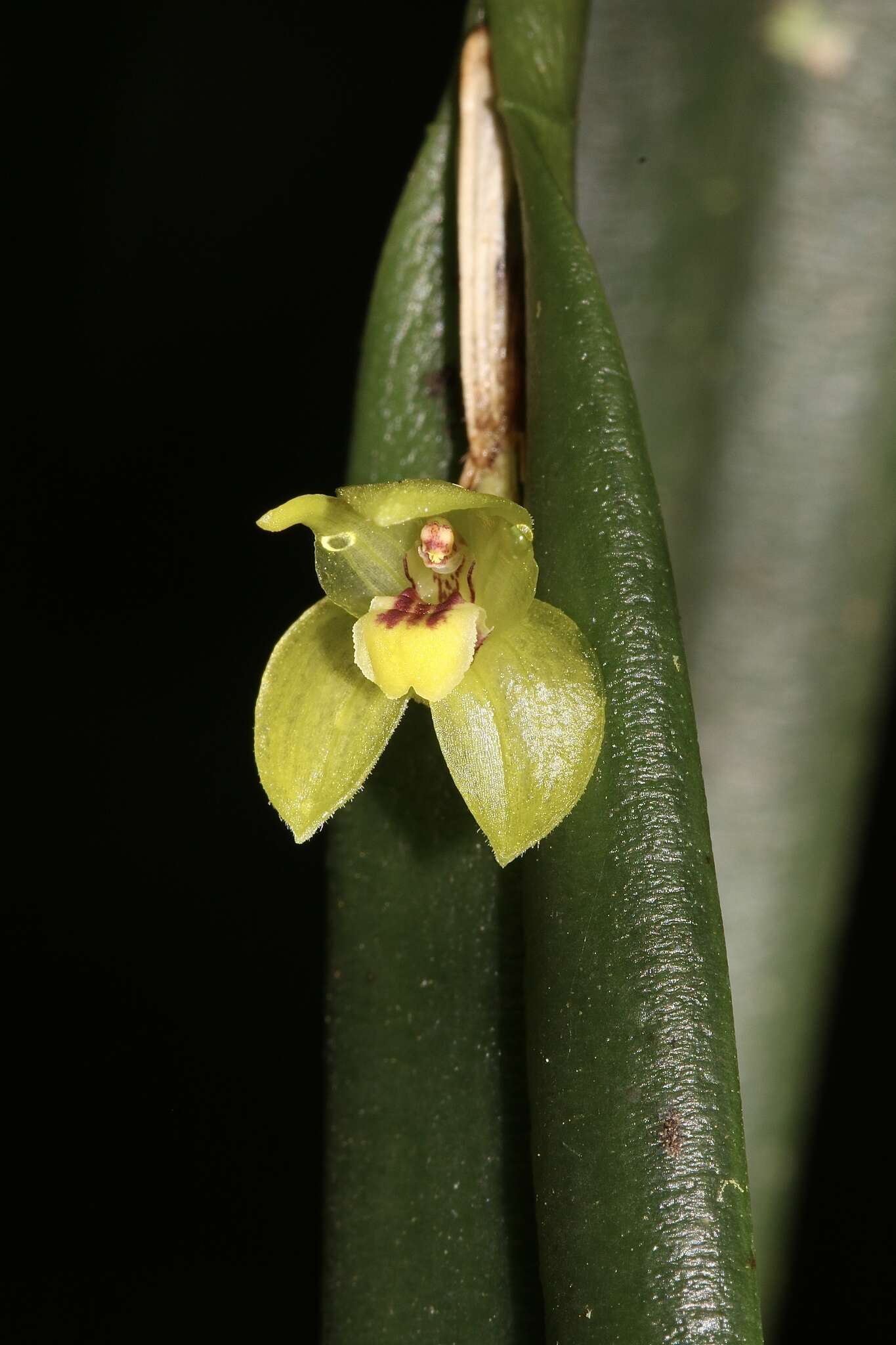 Image de Myoxanthus uxorius (Luer) Luer