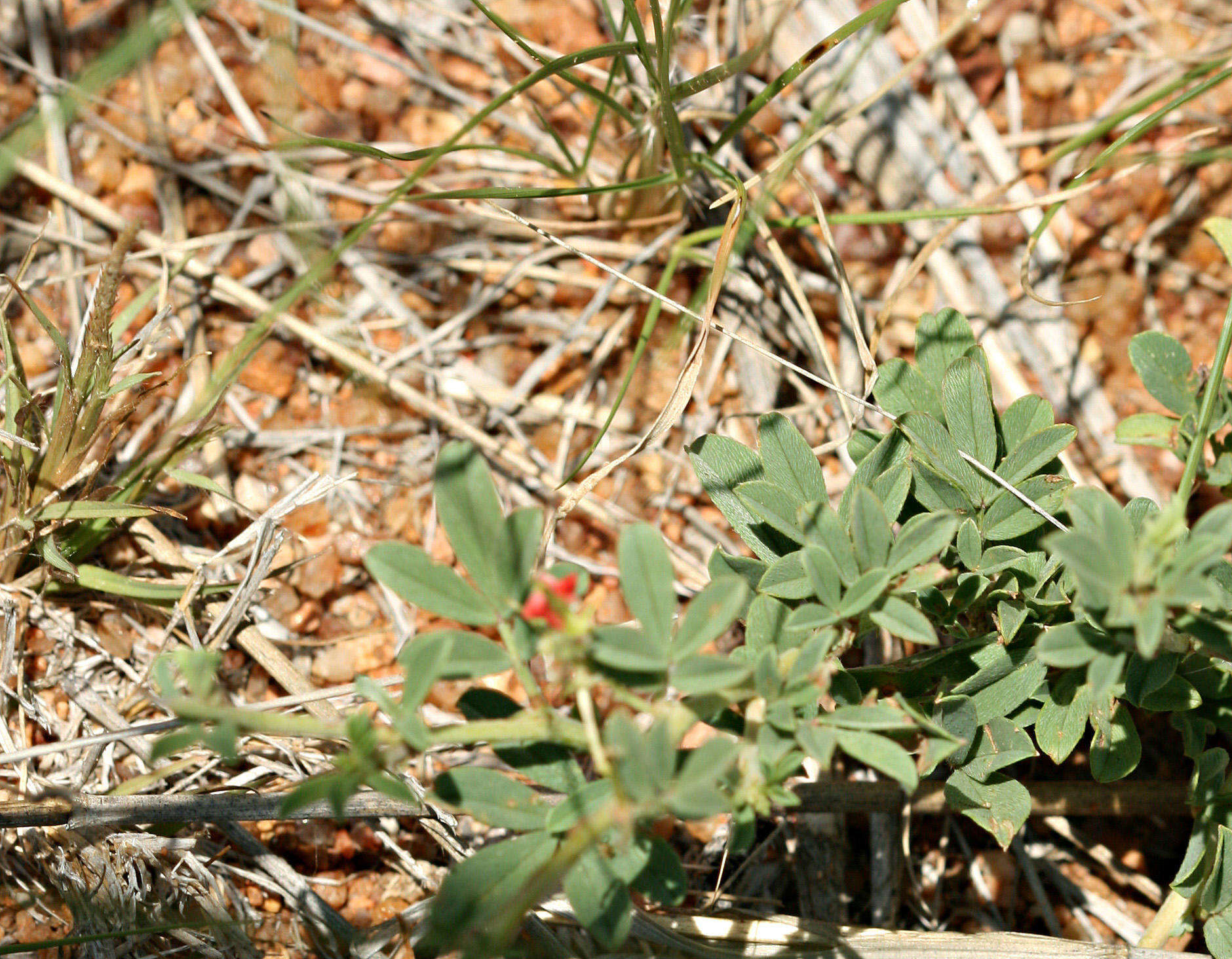 Indigofera rautanenii Baker fil.的圖片