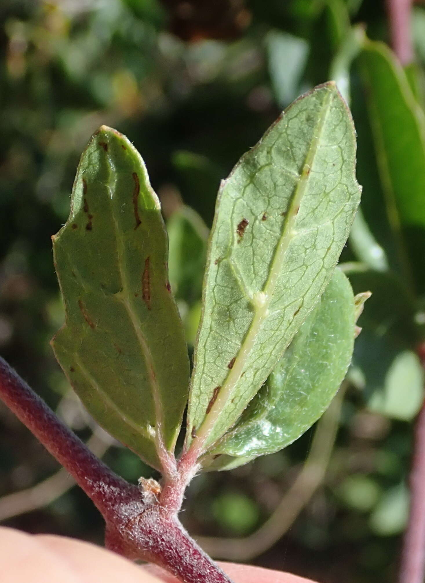 Image of Rhoicissus tridentata subsp. tridentata