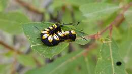 Слика од Acronicta funeralis Grote & Robinson 1866