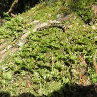 Image of neckera moss