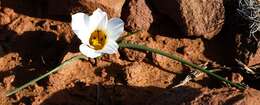 Image of Romulea atrandra G. J. Lewis