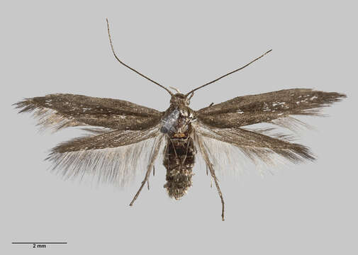 Image de Scythris nigra Philpott 1931