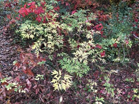 Imagem de Sambucus nigra L.