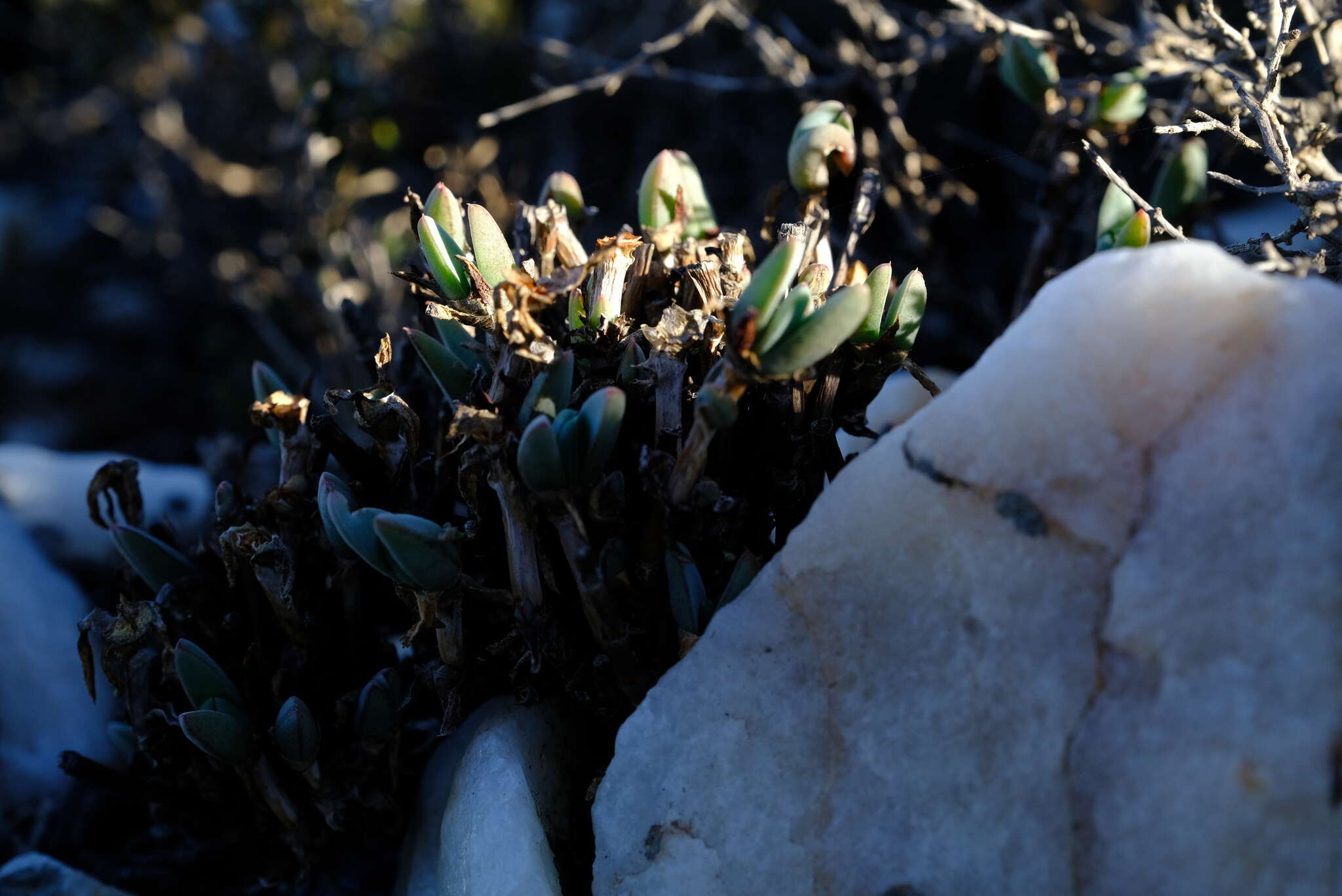 Image of Antimima nordenstamii (L. Bol.) H. E. K. Hartmann