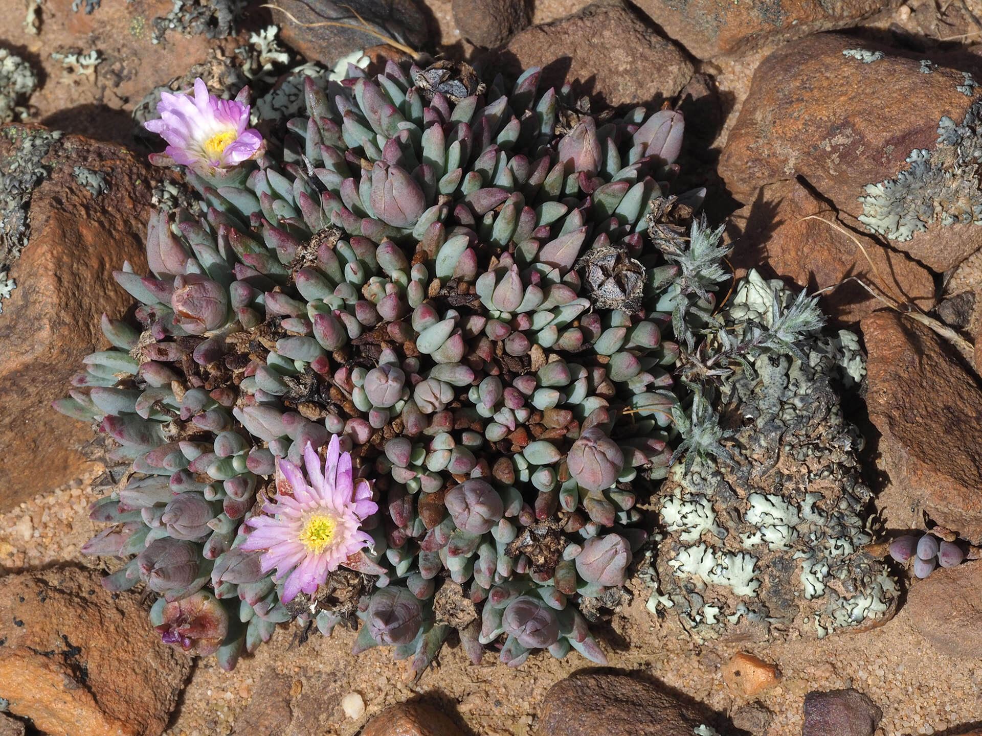 Image of Esterhuysenia alpina L. Bol.