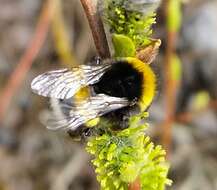 Image of White-tailed bumblebee