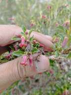 Escallonia alpina var. carmelitana (Meyen) Acev. & Kaus. resmi