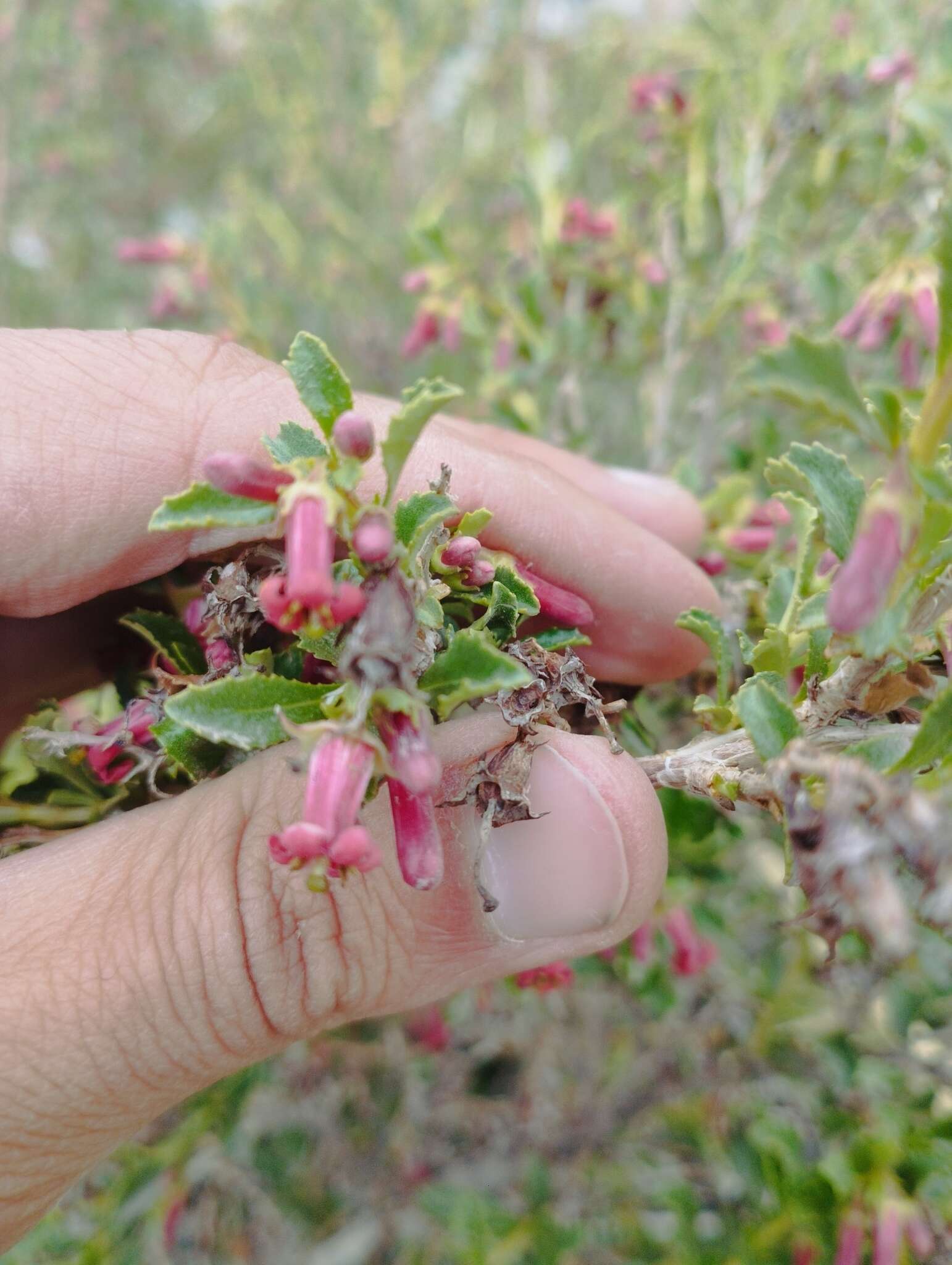 Escallonia alpina var. carmelitana (Meyen) Acev. & Kaus. resmi