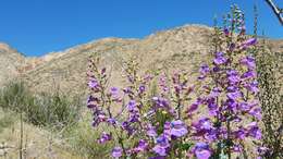 Слика од Penstemon spectabilis var. spectabilis