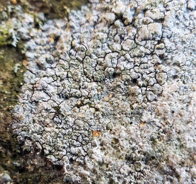 Image of disk lichen