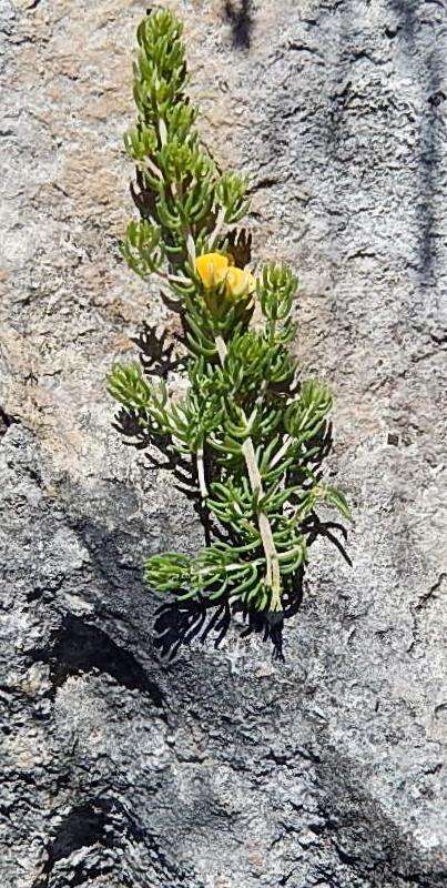 Plancia ëd Aspalathus sanguinea subsp. foliosa R. Dahlgren