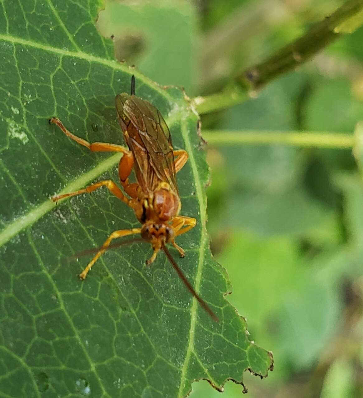 Image of Theronia atalantae (Poda 1761)