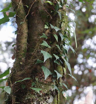 Image of Hedera rhombea var. formosana (Nakai) H. L. Li