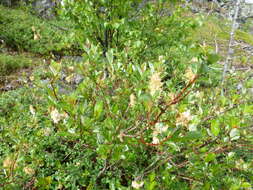 Image of tea-leaved willow