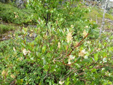 Image of tea-leaved willow