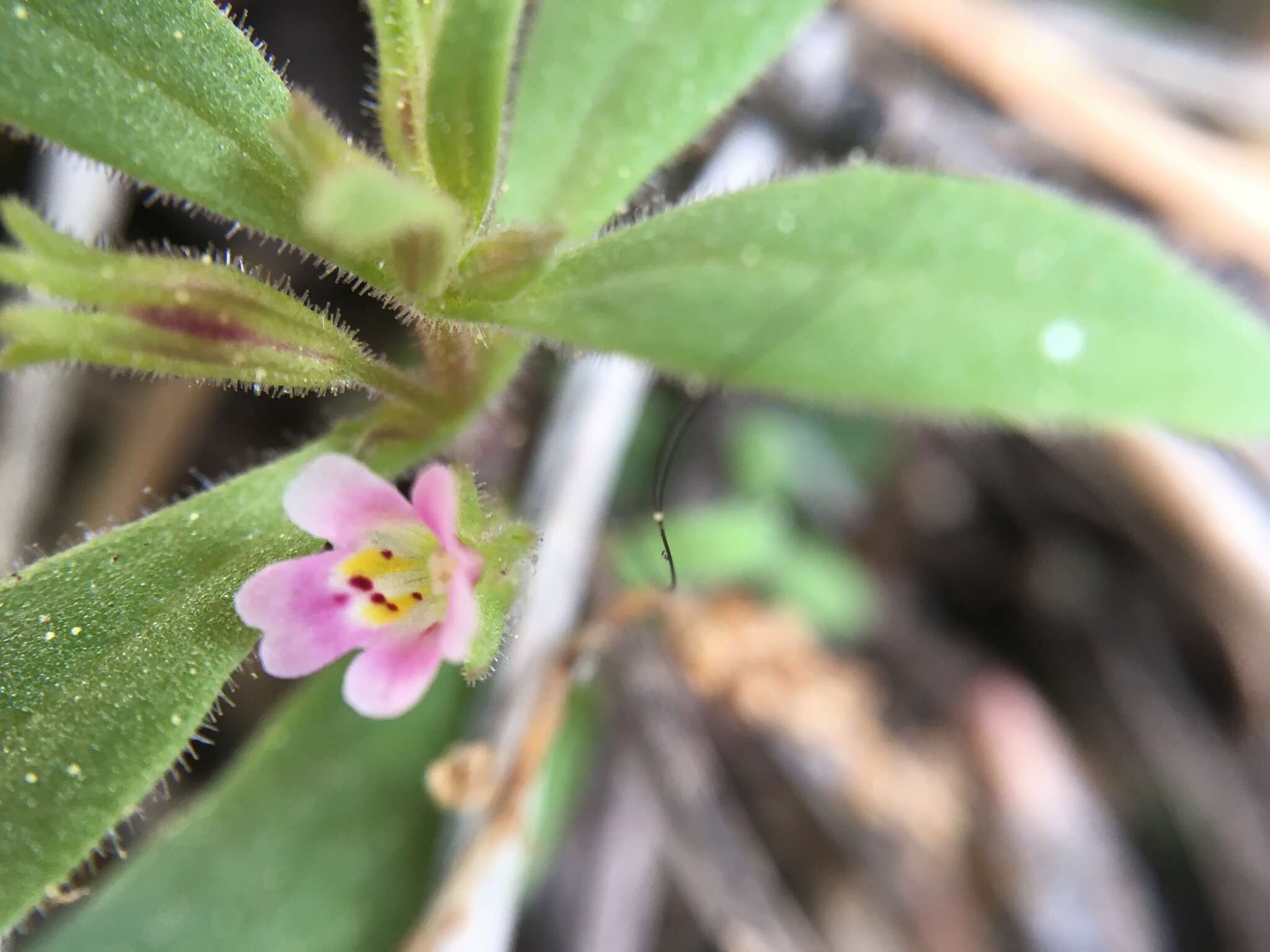 Image of Brewer's Monkey-Flower