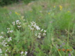 Imagem de Eremogone longifolia (M. Bieb.) Fenzl