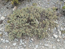 Plancia ëd Salvia dorrii var. clokeyi Strachan