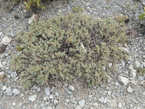 Image of Salvia dorrii var. clokeyi Strachan