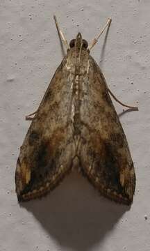 Image of Cross-striped Cabbageworm