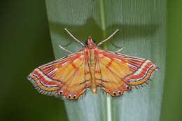 Image of Ambia decoralis Snellen 1900