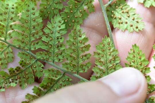 Imagem de Dryopteris amurensis (Milde) Christ