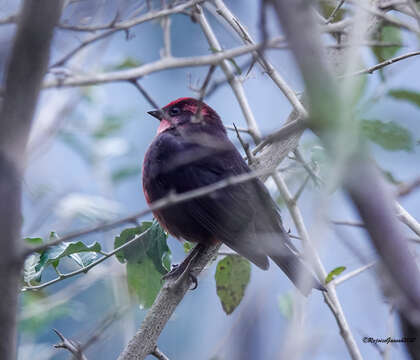 Image of Procarduelis Blyth 1843