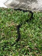 Image of Golden Spitting Cobra