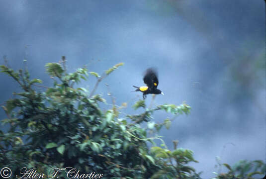 Imagem de Cacicus chrysonotus d'Orbigny & Lafresnaye 1838