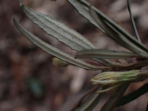 Olearia erubescens (Spreng.) Dippel resmi