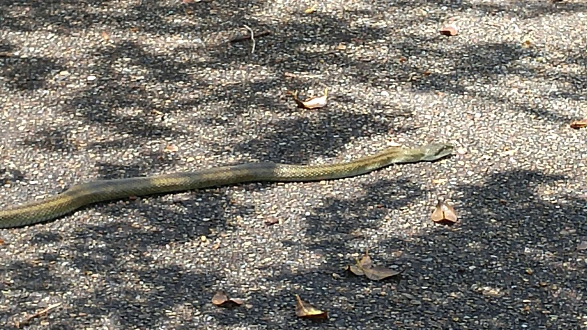 Image of Japanese Rat Snake