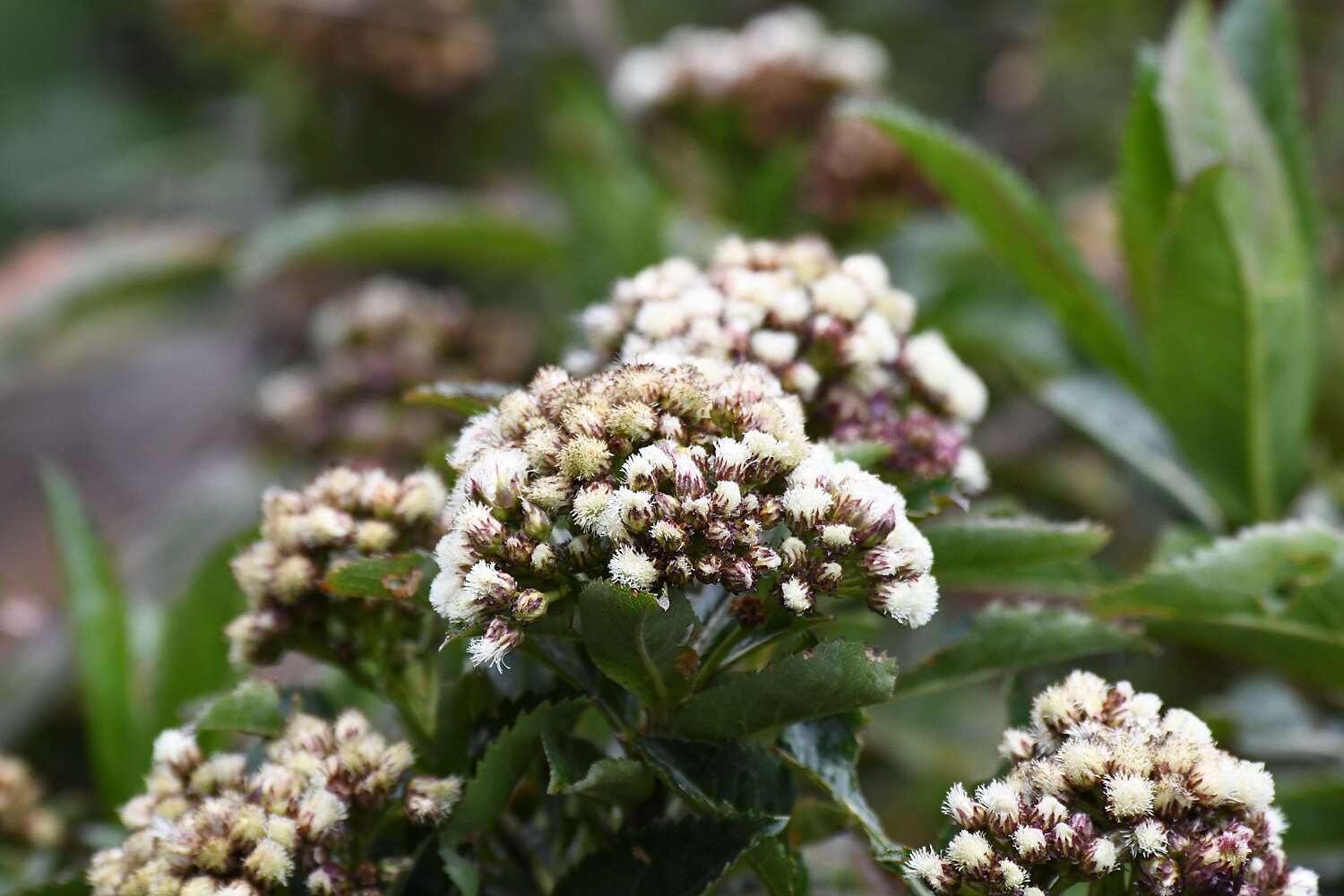 Image of Baccharis densiflora Wedd.